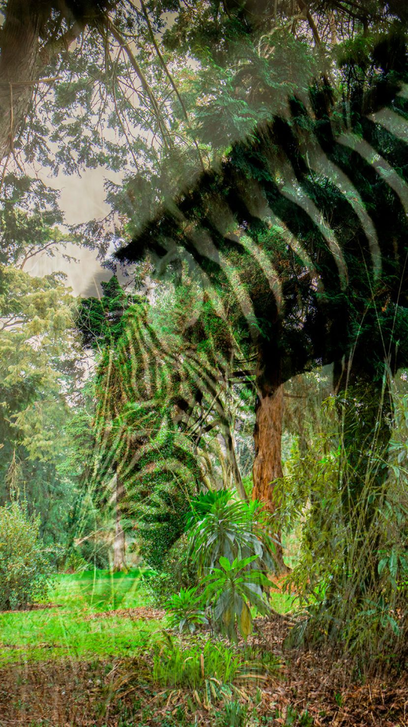 Head of a giant Zebra ghost eating grass in a jungle type setting 
