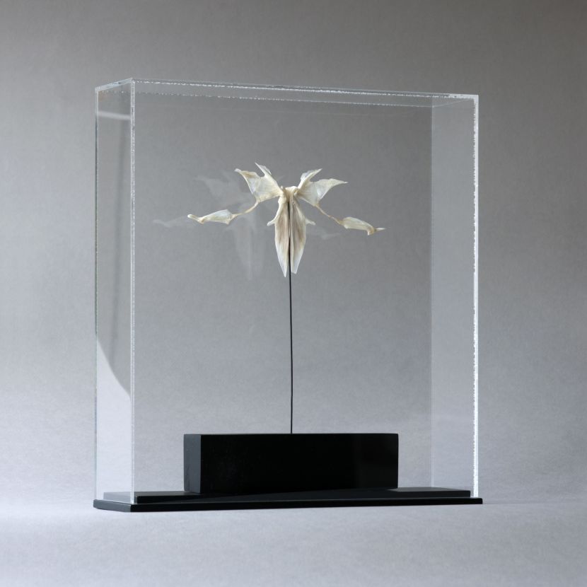 sculpture with fishbones in acrylic case 