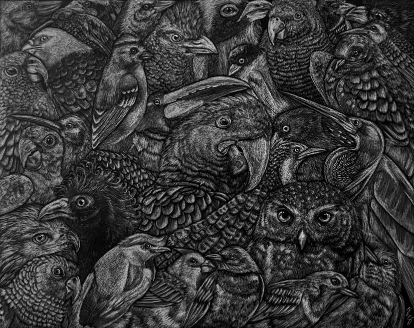 Scratchboard featuring 32 Brazilian bird species that are categorized by the IUCN as either, Vulnerable, Endangered, or Critically Endangered